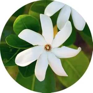 COOLA Organic Sun Silk Drops and Face Moisturizer with SPF 30  Dermatologist Tested Sunscreen with Plant-Derived BlueScreen Digital De-Stress Technology  1 Fl Oz - flower
