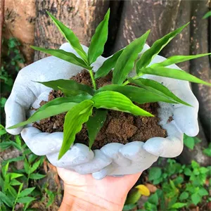 Hand Shaped Flower Pot Cement Silicone Mold  Concrete Clay Succulent Planter Mold Dish Resin Mold Jewelry Storage Mould Epoxy Casting Mold Hands - product information 2