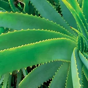 Juice Beauty PREBIOTIX Freshly Squeezed Glow  20% Vitamin C Serum with Hyaluronic Acid.9 fl oz - aloe plant