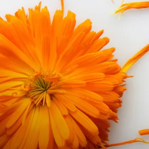 Jurlique Calendula Redness Rescue Soothing Moisturizing Cream 3.3 Ounce(Pack of 1) - Calendula Flower Extract
