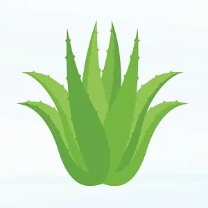 TRYVERA Aloe Vera Gels - Supports for Interstitial Cystitis Leaky Gut Constipation Irritable Bowel Syndrome Ulcerative Colitis - 100 Softgels - aloe vera