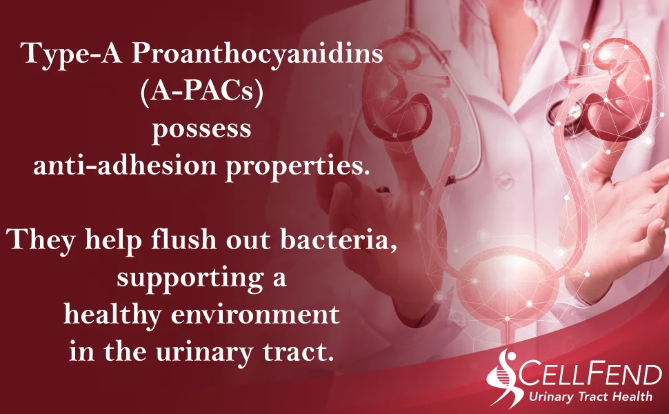 Fermented Cranberry Extract  Urinary Tract Health  100mg of Type-A Proanthocyanidins (PAC) per Serving  Sugar Free  60 Vegan Capsules (500mg) - Fermented Cranberry Extract Type-A Proanthocyanidins PAC Urinary Tract Bladder Health Support UTI