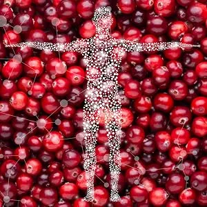 Fermented Cranberry Extract  Urinary Tract Health  100mg of Type-A Proanthocyanidins (PAC) per Serving  Sugar Free  60 Vegan Capsules (500mg) - Fermented Cranberry Extract Type-A Proanthocyanidins PAC Urinary Tract Bladder Health Support UTI