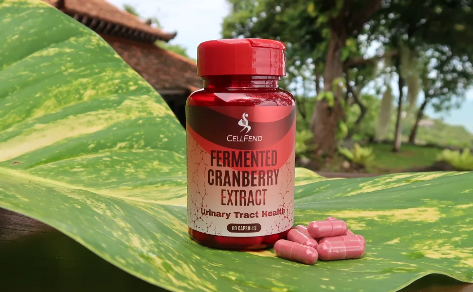 Fermented Cranberry Extract  Urinary Tract Health  100mg of Type-A Proanthocyanidins (PAC) per Serving  Sugar Free  60 Vegan Capsules (500mg) - Fermented Cranberry Extract Type-A Proanthocyanidins PAC Urinary Tract Bladder Health Support UTI