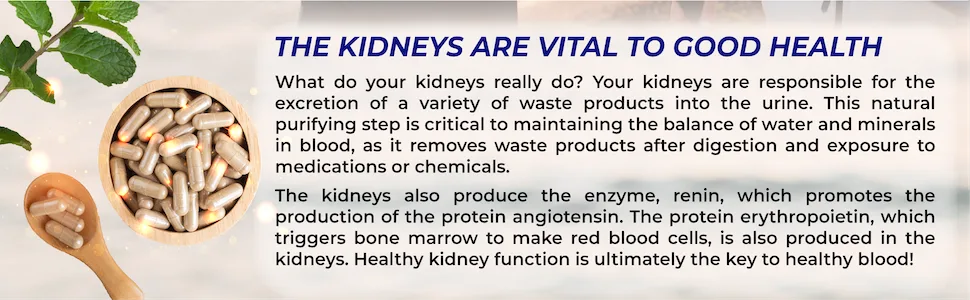 Quantum Kidney Support Quantum-State Kidney Support* Featuring Fermented Cordyceps - 60 Plant-Based Capsules - Quantum Kidney Support