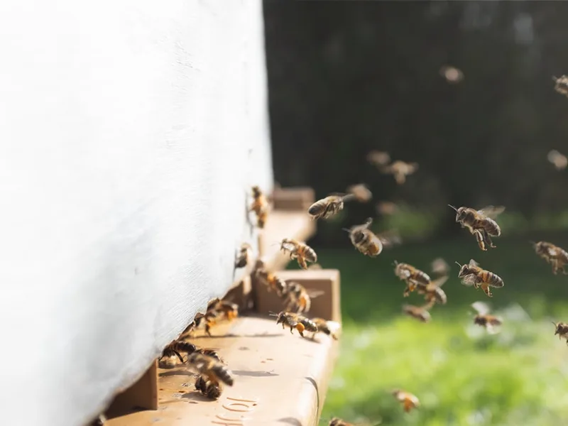 Beekeeper's Naturals Liposomal Vitamin C + Propolis Effective Bio-Available Immune Support Delivery 12 Ct - save the bee