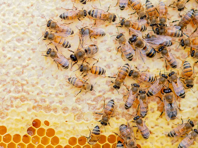 Beekeeper's Naturals Liposomal Vitamin C + Propolis Effective Bio-Available Immune Support Delivery 12 Ct - We Help Save the Bees