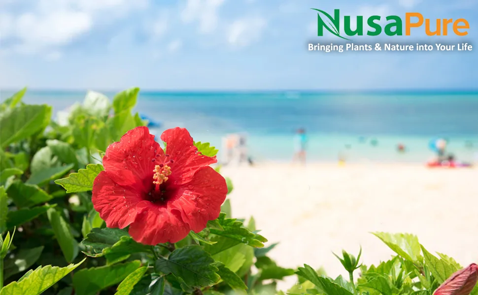 NusaPure D-Mannose Complex 1400 mg (with Hibiscus and Cranberry) - 180 Veggie Caps. - product information 1