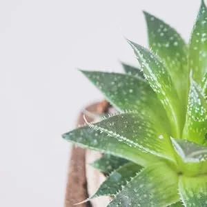 White Egret Topical Magnesium Spray Sensitive Skin 8 Fluid Ounce - benefits