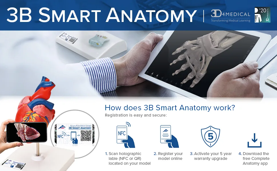 3B Scientific K27 Hemorrhoid Model - 3B Smart Anatomy - anatomy