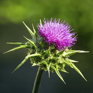 Evolution Advance Nutrition Liver Care Support Formula for Men and Women  Dietary Supplement Support for Liver Detox Boost Natural Cleansing and Reduce Inflammation (90 Capsules) - Thistle Flower