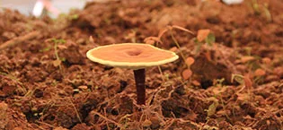 ECO-TASTE 14 Mushrooms Supplement with Black Pepper for Absorption Enhancer  120 Veggie Capsules - mushroom powder