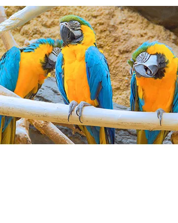 Nekton Calcium Plus - Calcium with Magnesium & Vitamins 35g/1.23 oz 35g/1.23 oz White - macaws at zoo
