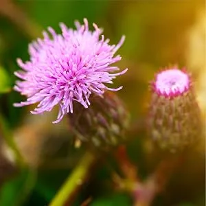 Carlyle Milk Thistle Capsules 4375 Mg High Potency Extract - 120 Capsules - milk thistle