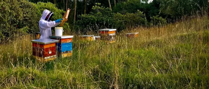 HummingBee Beeswax Lip Balm Fragance Free Feel the Difference Unflavored Natural Lip Care 0.17 Ounce Pack of 4 - Beekeeper working his bees