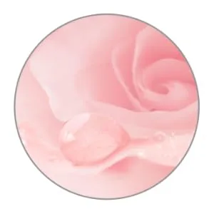 Pantene Nutrient Blends Miracle Moisture Boost Rose Water Shampoo & Conditioner Dual Pack for Dry Hair Sulfate Free 2 Piece Set Nutrient Blends - rose water ingredient healthy hair soft pantene moisture hydrate floral fragrance smoothen smooth