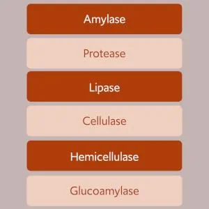 New Bacillus B3 Probiotic Complex & Bioactive Enzymes 100% Spore-Based Organisms - SBO - Better Survivability - B Coagulans B Subtilis & B Clausii - Non GMO - 60 Capsules Pack of 1 - Amylase protease Lipase Cellulase Hemicellulase Glucoamylase