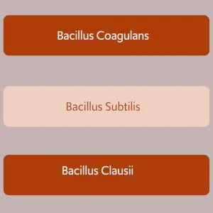 New Bacillus B3 Probiotic Complex & Bioactive Enzymes 100% Spore-Based Organisms - SBO - Better Survivability - B Coagulans B Subtilis & B Clausii - Non GMO - 60 Capsules Pack of 1 - Bacillus Coagulans Bacillus Subtilis bacillus Clausii