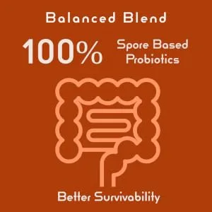 New Bacillus B3 Probiotic Complex & Bioactive Enzymes 100% Spore-Based Organisms - SBO - Better Survivability - B Coagulans B Subtilis & B Clausii - Non GMO - 60 Capsules Pack of 1 - spore probiotics balanced blend better survivablilty