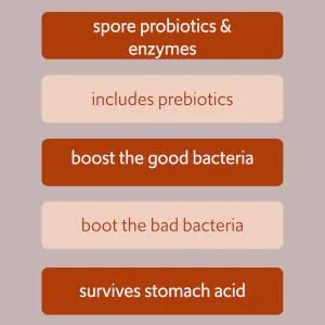 New Bacillus B3 Probiotic Complex & Bioactive Enzymes 100% Spore-Based Organisms - SBO - Better Survivability - B Coagulans B Subtilis & B Clausii - Non GMO - 60 Capsules Pack of 1 - spore probiotics enzymes includes prebiotics boost the good bacteria boot the bad bacteria