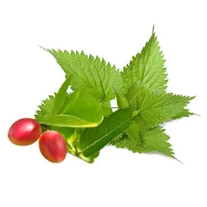 Force Factor Prostate Gummies Saw Palmetto & Beta Sitosterol Supplement for Men Reduce Nighttime Bathroom Trips Fully Empty Your Bladder and Support Your Aging White 60 Count - Stinging Nettle, Saw Palmetto