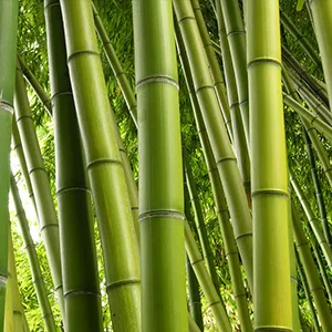 Thick Cotton Swabs XL Size Natural Bamboo Cotton Buds Organic Biodegradable Dust-free Waterproof Packaging Bamboo XL 252pcs - Natural Bamboo