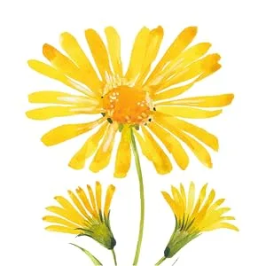 Oncology Cream 4 oz plus 3 Pack Lip Balm. Hydrating to Stressed Skin Undergoing Chemo or Radiation. Skin Therapy. Made with Botanicals. - Arnica