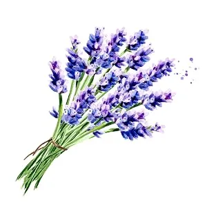 Oncology Cream 4 oz plus 3 Pack Lip Balm. Hydrating to Stressed Skin Undergoing Chemo or Radiation. Skin Therapy. Made with Botanicals. - lavender