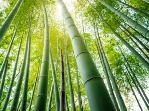 BOONBOO Toothbrushes | 4 Pack Bamboo Toothbrushes | Medium Bristles | Self Standing | Natural Sustainable Biodegradable | Environmentally Friendly (Adult) - Bamboo Forest