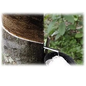 Sweetie Rubber Pacifier Natural Rubber Pacifier Rounded 2 Count (Medium 6-12) - Havea Tree