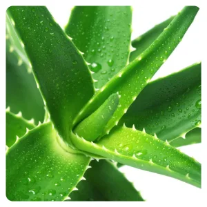 Tiger Tail Sore Muscle Rub FixOwNow Heating Therapy Gel Made in USA - 2.7 oz 2.7 Ounce (Pack of 1) - aloe