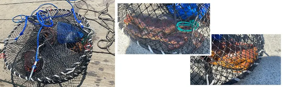 SF 4 Arm Crab Trap Harness with Heavy Duty Metal Hooks for Sailing Fishing Crabbing Blue Crabs 1 Pack/Plastic Snap Red Trap Harness - product information 8