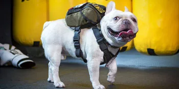 OneTigris Dog Pack Backpack Durable Small Medium Dog Pack with Litter Bag Exit for Camping Hiking Daily Walking (Ranger Green X-Small) X-Small Green - cool small dog puppy backpack