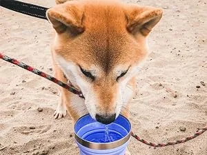 HYDAWAY Collapsible Bowl Set | 2-Pack | Glacier Blue - Dog drinking water from a HYDAWAY Collapsible Cup