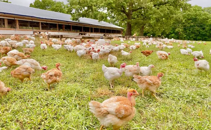 True Primal Tuscan-Style Chicken Soup 8-pack Ready to eat Gluten free Paleo Pastured chicken Whole30 Bone broth - regenerative agriculture chickens walking around pasture and forest area near coop