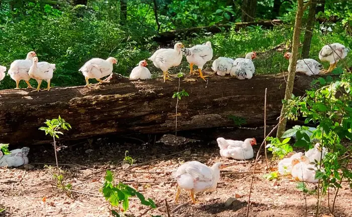 True Primal Roasted Chicken Soup 8-pack Ready to eat Gluten free Paleo Pastured chicken Whole30 AIP Bone broth - regenerative agriculture chickens walking on a log