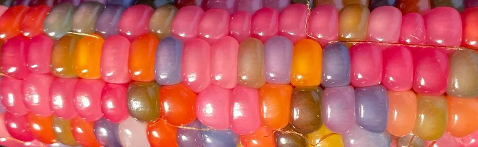 Jimmy Red Corn Famous Bootlegger Moonshine Grits Hominy Masa Corn Heirloom Premium Seed Packet + More - Glass Gem