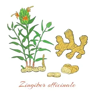 Organic Ginger Root Tea Bags - 60 Bags/6.4 Oz Caffeine Free, 100% Naturally Pure Ginger No Additives, Non-GMO - ginger