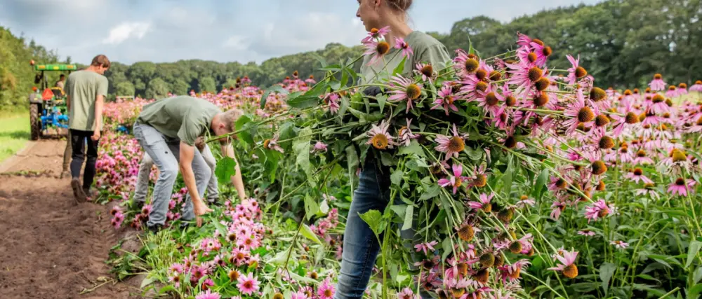A.Vogel Milk Thistle Complex Tablets (60) 60 Count (Pack of 1) - Harvesting