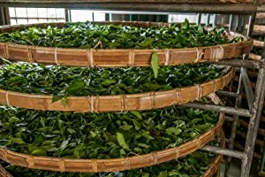 Thyme Organic Gourmet Herb Leaf - Perfect for Elevatingdishes Thym - Thymian Dried - TYME 100g - product information 3