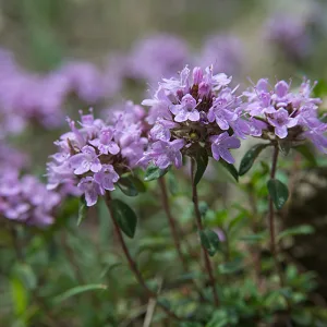 Absolute Aromas Thyme Essential Oil 10ml - 100% Pure Natural Vegan Undiluted and Cruelty-Free - for use in Diffusers and Aromatherapy Blends - This Oil is steam distilled from the leaves and flowering tops, Sweet Thyme