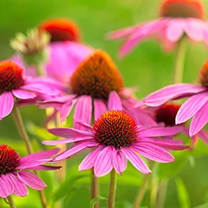 A.Vogel Echinaforce Echinacea Drops | Relieves Cold & Flu Symptoms by Strengthening the Immune System |15ml 15 ml (Pack of 1) - Made from extracts of fresh Echinacea, processed within 24hrs of harvest