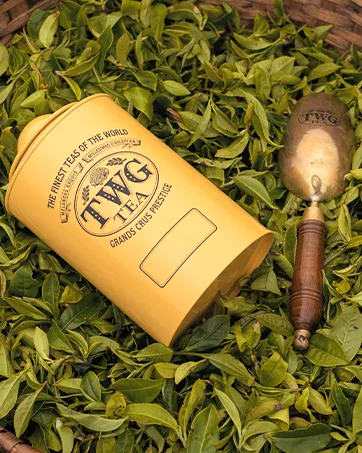 TWG Tea - Silver Moon Tea - Haute Couture Tin 100g - Gift Set - product information 6