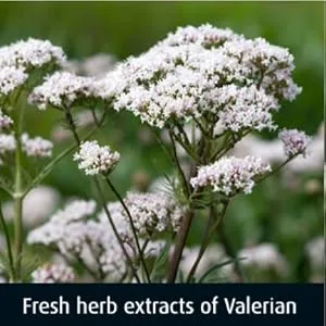 A.Vogel Dormeasan Sleep Valerian-Hops Oral Drops | Sleeping Aid | Extracts of Fresh Valerian Root (15ml (Pack of 1)) - vogel dormeasan