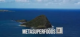 Sea Moss and Bladderwrack 60 Capsules (3600mg) High Potency | Vegan | Non GMO | No Binders No Fillers No Additives | Dr Sebi - seamoss