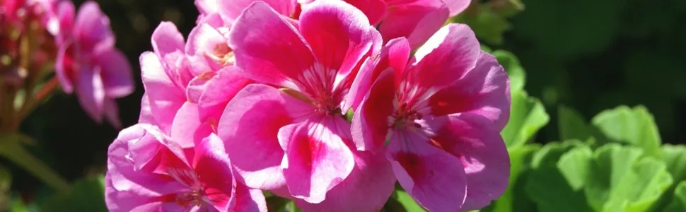MAYJAM Geranium Essential Oil 100ML Geranium Oil for Diffuser Humidifier DIY Home Wardrobes Geranium 100 ml (Pack of 1) - product information 10