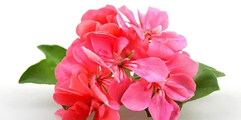 MAYJAM Geranium Essential Oil 100ML Geranium Oil for Diffuser Humidifier DIY Home Wardrobes Geranium 100 ml (Pack of 1) - product information 9