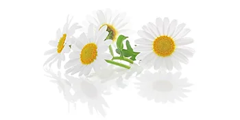 MAYJAM Chamomile Essential Oil 100ML Chamomile Oil for Diffuser Humidifier DIY Home Wardrobes Chamomile 100 ml (Pack of 1) - Chamomile