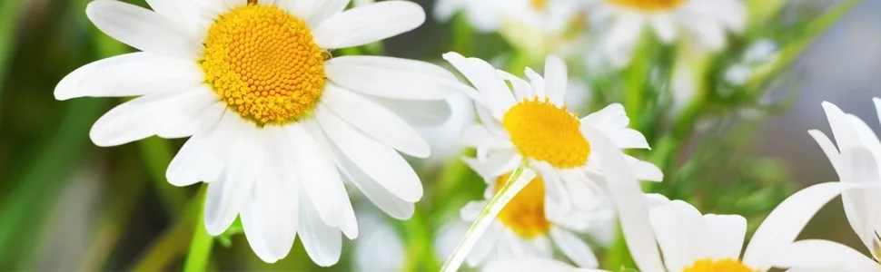 MAYJAM Chamomile Essential Oil 100ML Chamomile Oil for Diffuser Humidifier DIY Home Wardrobes Chamomile 100 ml (Pack of 1) - product information 10