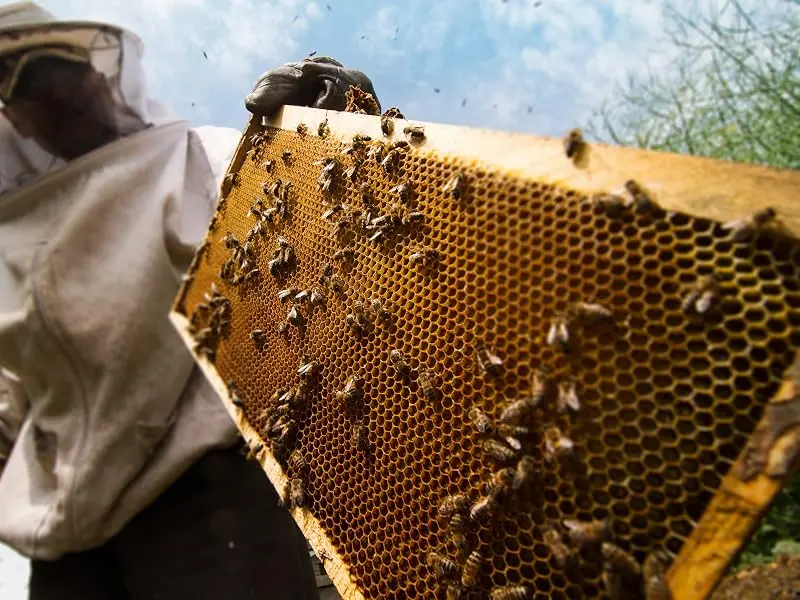 Pure Raw Rapeseed Honey Unpasteurised Natural Directly from The Hive 1 kg | Unfiltered Unheated Flavor 3: Rapeseed - pure honey